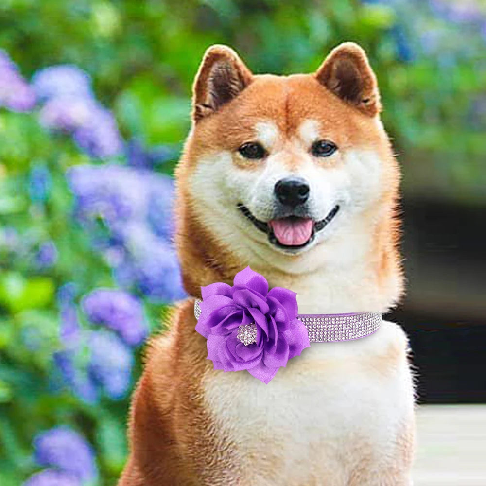 shiba inu portant collier pour chien en strass violet pose pour caméra