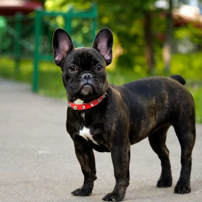 boston terrier portant collier pour chien est debout sur sentier pedestre