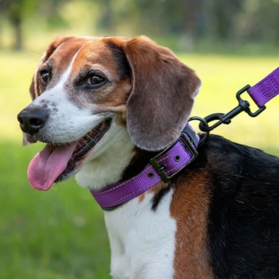 collier pour chien Snugpup
