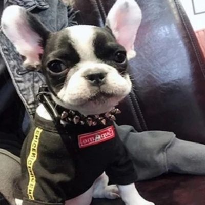 bébé-terrier-boston-porte-gilet-noir-avec-2-bandes-d'écriture-dessus-un-jaune-sur-manch-droite-et-une-rouge-sur-le-devant-il-est-assis-sur-siège-en-cuir-brun-rouge-avec-jacquet-en-jeans-sur-dossier