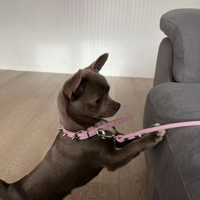 chihuahua noir portant collier pour chien rose a ses pattes arrieres sur le sol et ses pattes avant sur le divan gris