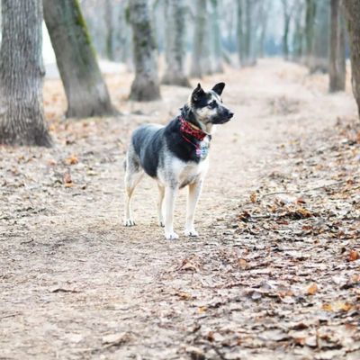 chien-noir-et-blanc-dans-un-bois-en-automne avec collier pour chien rouge