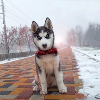 husky-assis-sur-pave-colore-en-hiver porte collier pour chien rouge