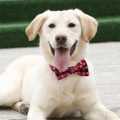 labrador beige la-langue-sortie-sur-surface-de-bois porte collier pour chien rouge