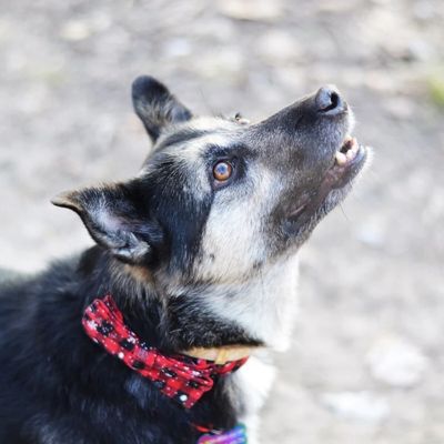 chien-noir-de-profil porte collier pour chien rouge