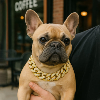 frenchie portant collier pour chien est dans les bras de son maitre