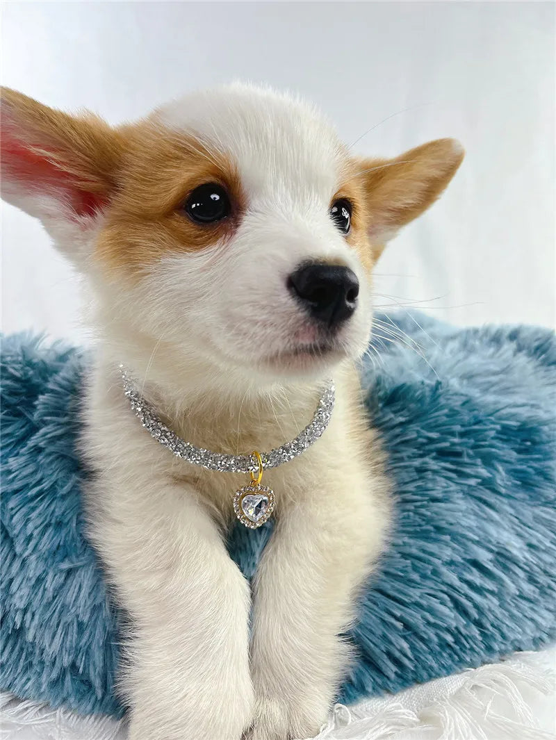 chiot portant collier pour chien strass est couché sur couverture fourrure bleue