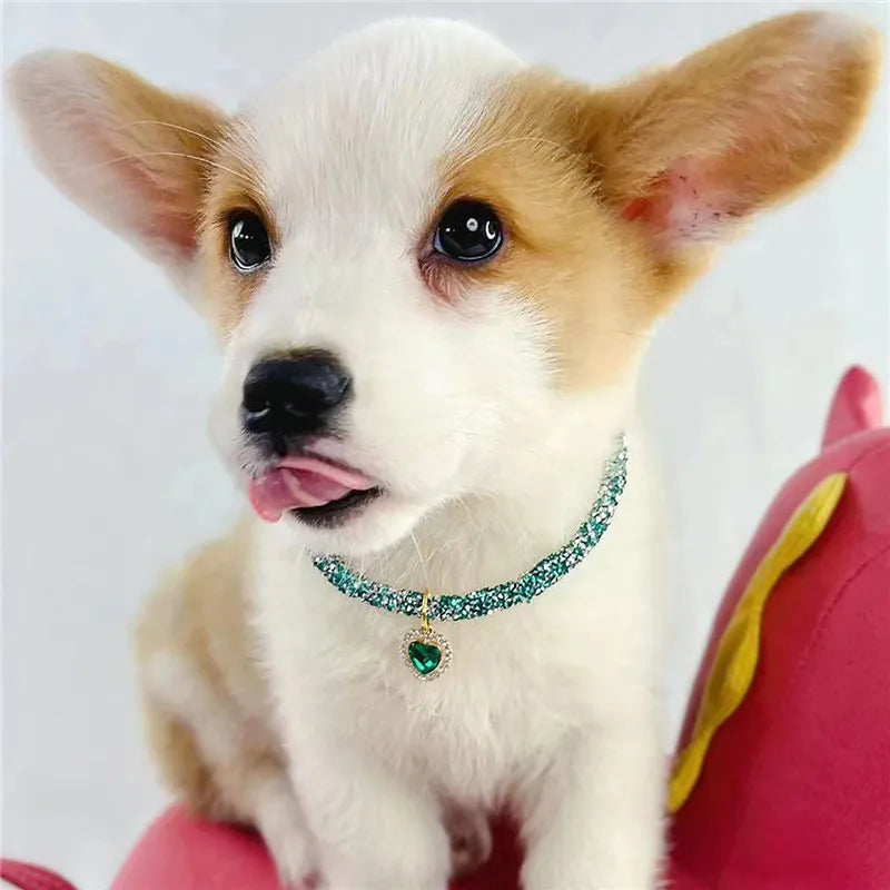 chiot portant collier pour chien strass se lèche la lèvre supérieure