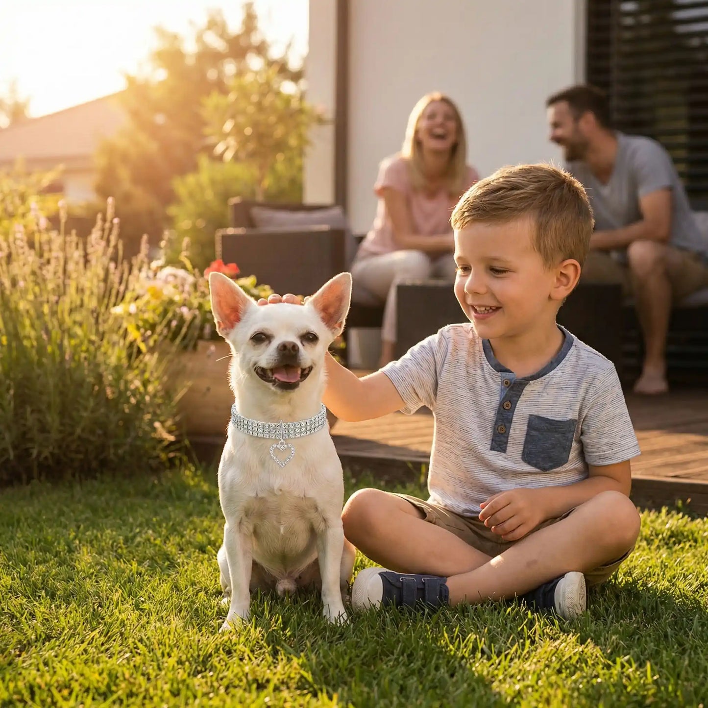 chihuahua blanc portant collier pour chien strass est assis sur pelouse avec enfant avec parents en arrière