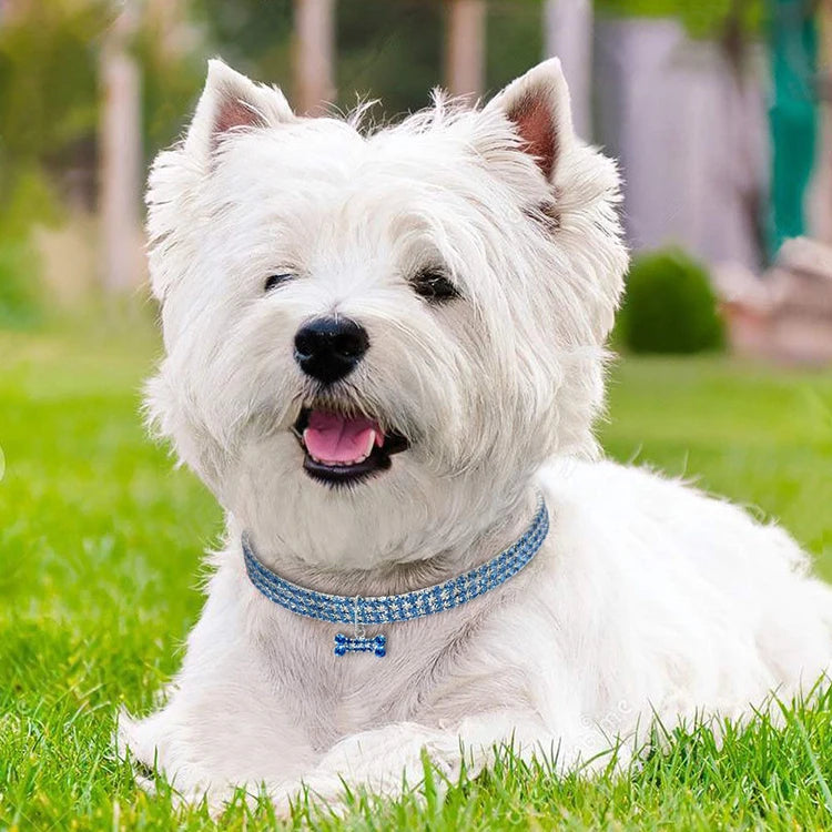 yorkie blanc portant collier pour chien strass est couch sur pelouse
