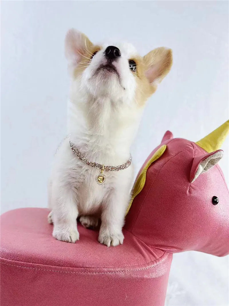 chihuahua portant colier pour chien strass assis sur pouf en forme animale