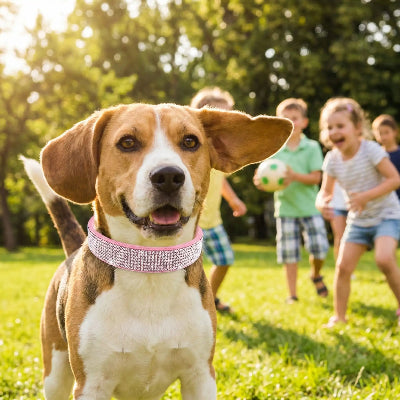 beagle porte collier pour chien strass dans parc avec enfants