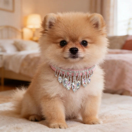chiot poméranien portant collier pour chien strass est assis sur lit