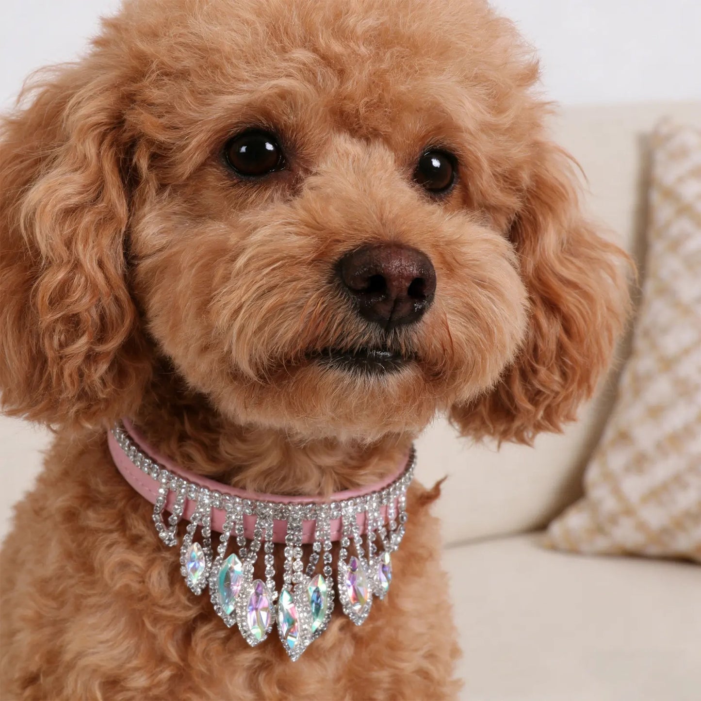 caniche brun portant collier pour chien strass en gros plan