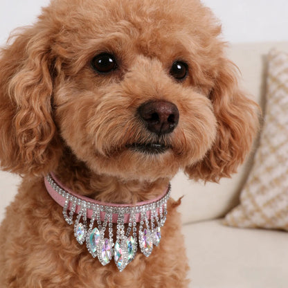 caniche brun portant collier pour chien strass en gros plan