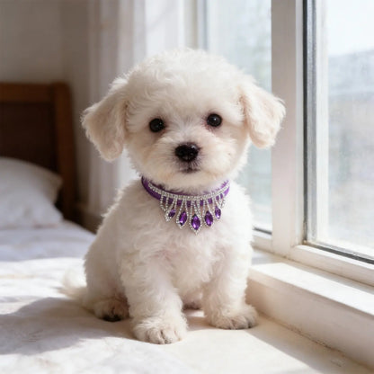 caniche blanc portant collier pour chien strass est assis sur lit près de fenêtre