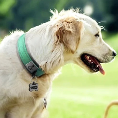 collier pour chien Snugpup