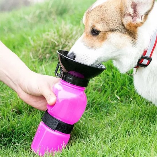 corgi boit dans Gourde pour chien​