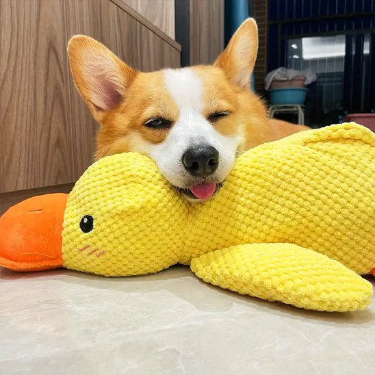 corgi couché sur jouet peluche pour chien 