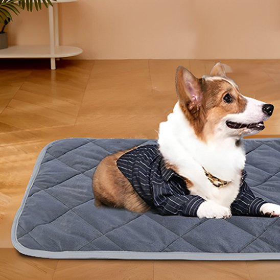 corgi en chemise etendu sur Tapis chauffant chien sur sol bois