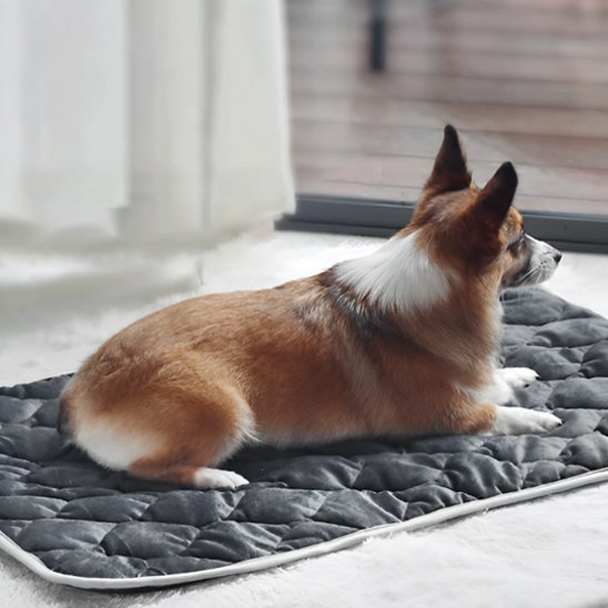 corgi etendu sur Tapis chauffant chien sur moquette blanche