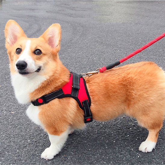 corgi portant Harnais pour chien rouge est sur la rue