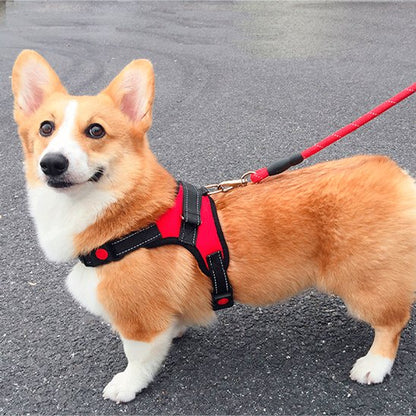 corgi portant Harnais pour chien rouge est sur la rue