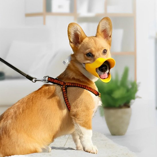 corgi portant Muselière chien est assis sur moquette blanche