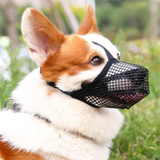 corgi portant Muselière chien regarde droite