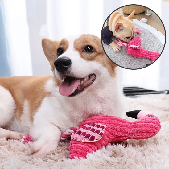 corgie avec Peluche pour chien