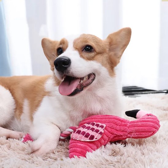corgie joue avec Peluche pour chien