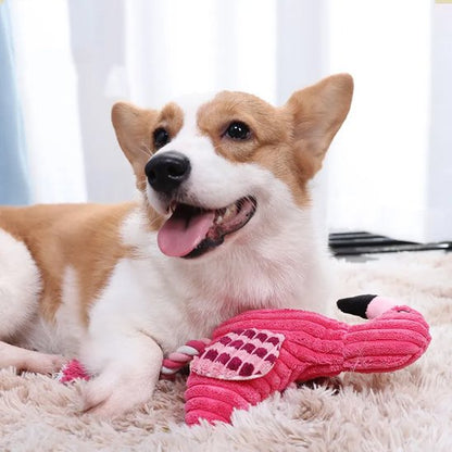 corgie joue avec Peluche pour chien