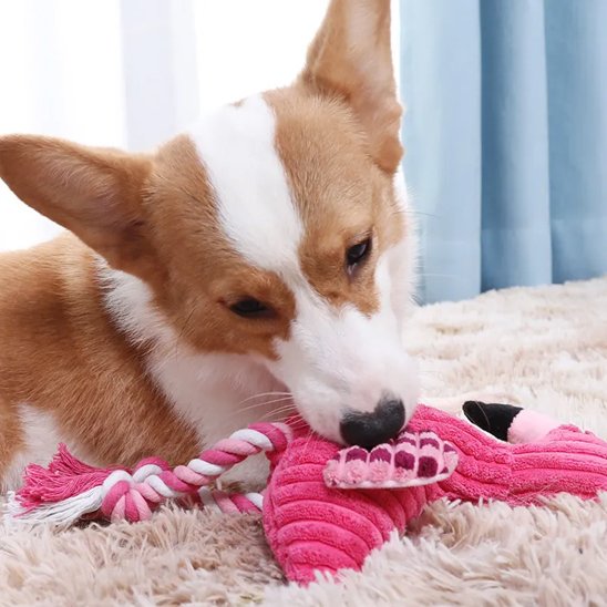 corgie mâchouille Peluche pour chien