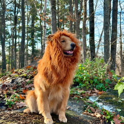 golden retriever portant déguisement chien halloween est assis sur montagne