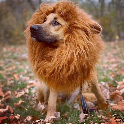 chien roux portant déguisement chien halloween est assis sur pelouse