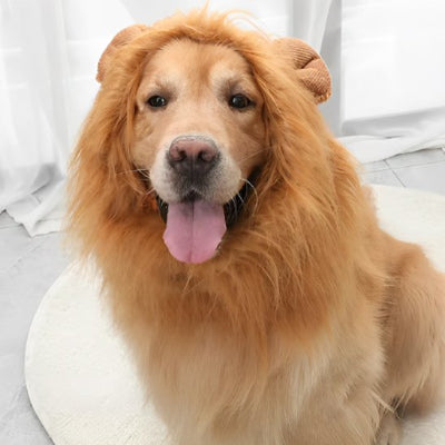 golden retriever portant déguisement chien halloween est assis sur rmoquette blanche