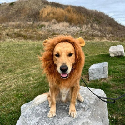 golden retriever portant déguisement chien halloween est assis sur rocher