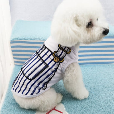 bichon portant déguisement chien salopup est assis sur moquette bleue