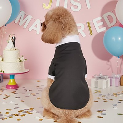 caniche brun portant déguisement pour chien puptux est assis de dos sous bannière