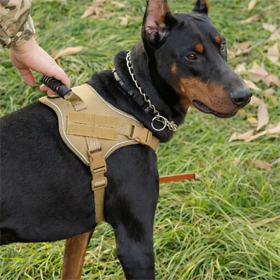 doberman portant Harnais chien est avec son maitre