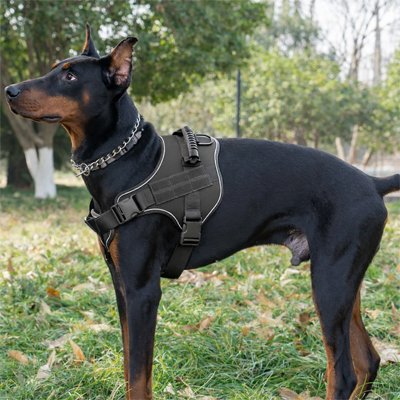 doberman portant Harnais chien noir est adans parcvec son maitre