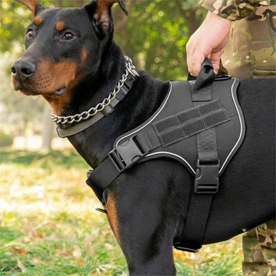 doberman portant Harnais chien noir est avec son maitre