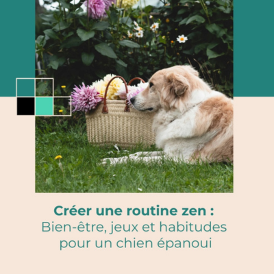 ebook chien créer une routine zen