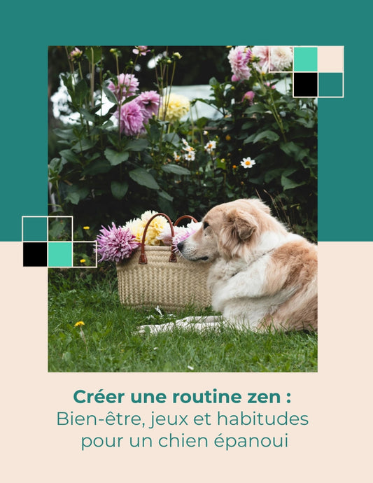 Ebook chien Créer une routine zen