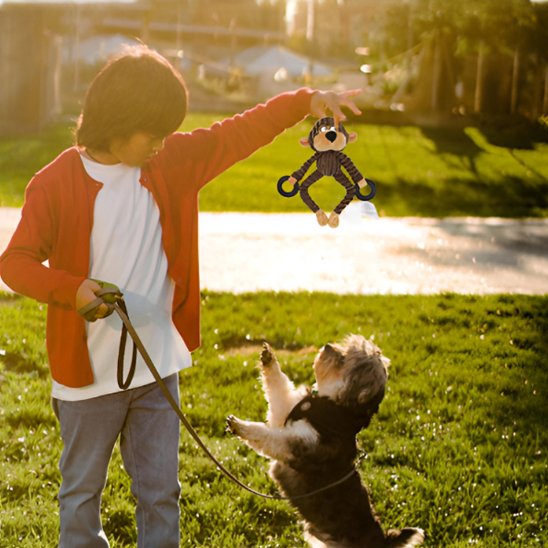 enfant joue avec yorkie avec Peluche pour chien dans parc le matin