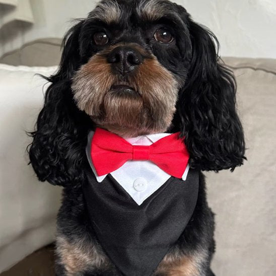 épagneul portant Bandana pour Chiens regarde vers le haut
