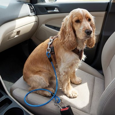 épagneul portant Ceinture de sécurité pour chien est assis sur banquette avant de voiture