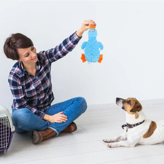 femmes tient Peluche pour chiens pour jouer avec chien