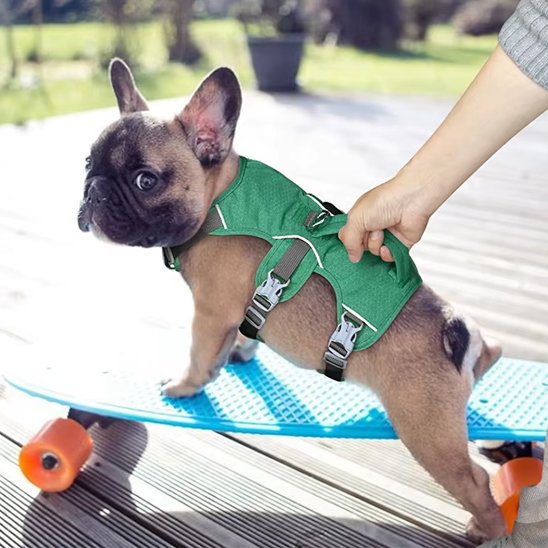 french bouledogue portant Harnais pour chien vert monte sur une planche roulette