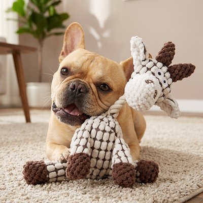 frenchie collé sur Peluche Chien blanc dans salon